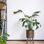 Bronze Grey Planter with Wood Stand