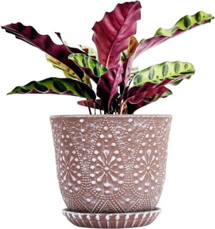 Ceramic Plant Pots with Saucers